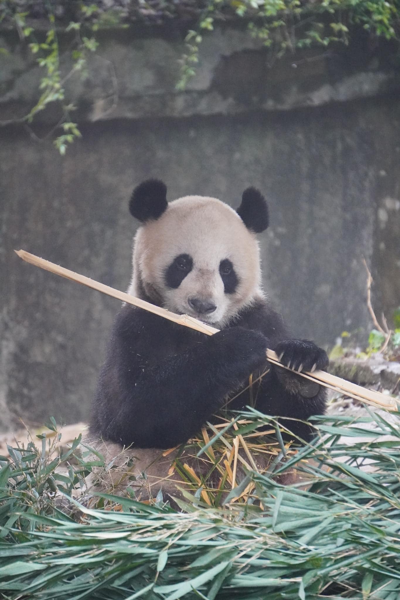 หลินปิง อยู่ที่ไหน