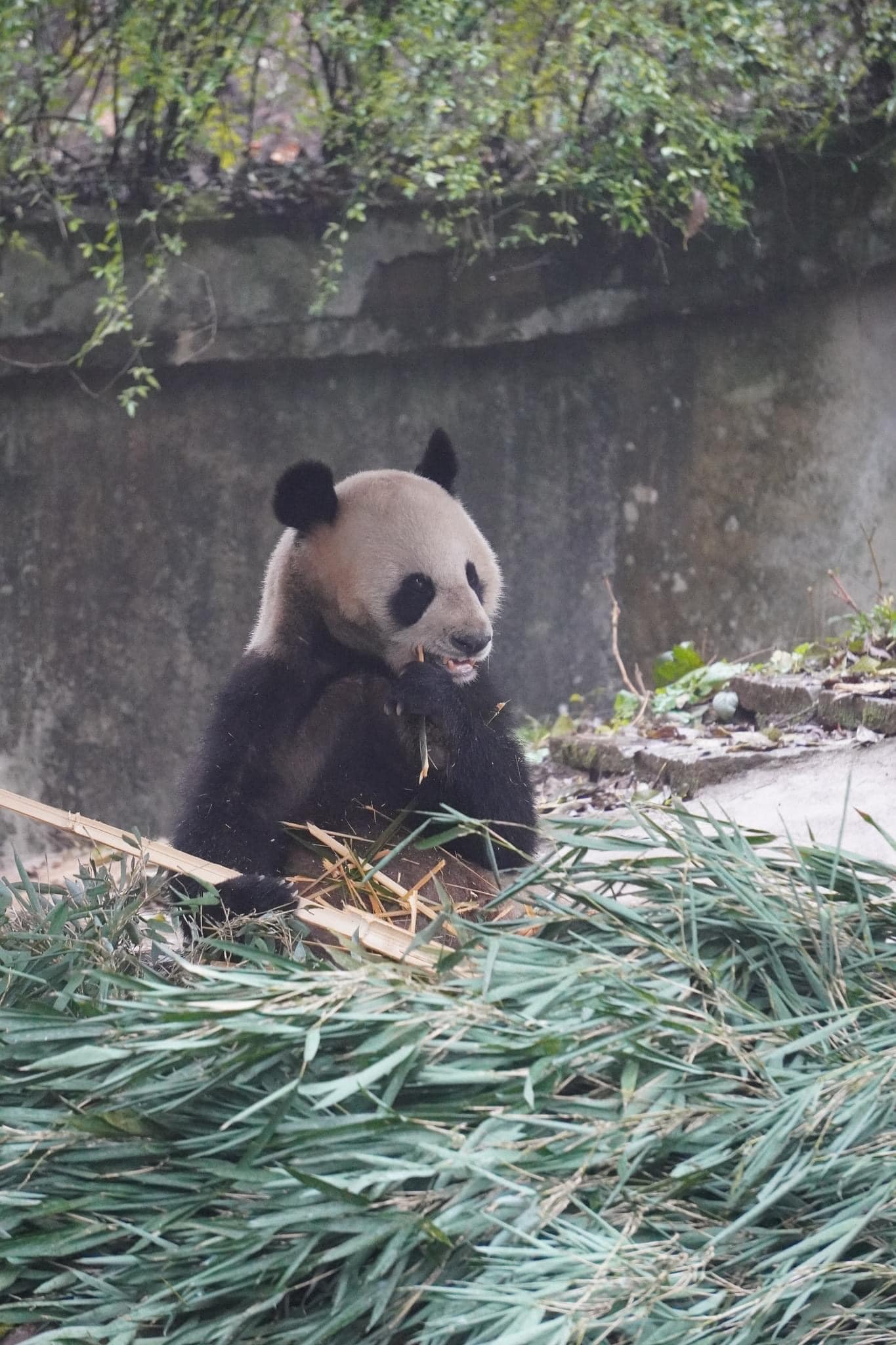 หลินปิง อยู่ที่ไหน