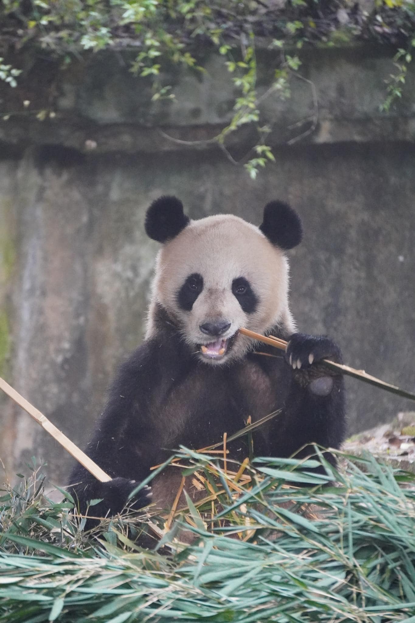 หลินปิง อยู่ที่ไหน