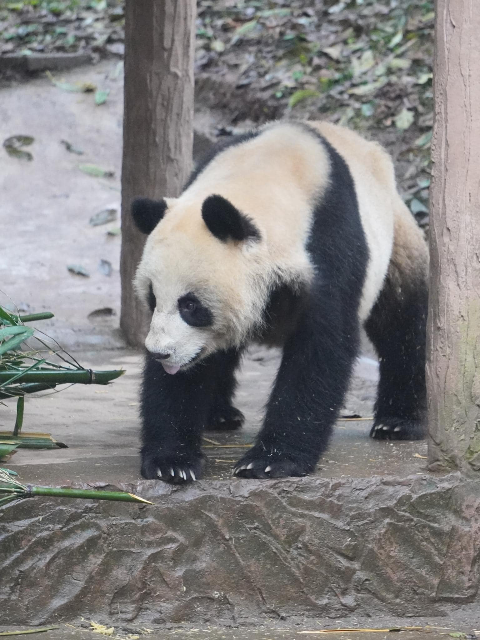 หลินปิง อยู่ที่ไหน