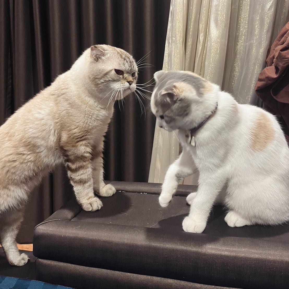 พี่เฉโป