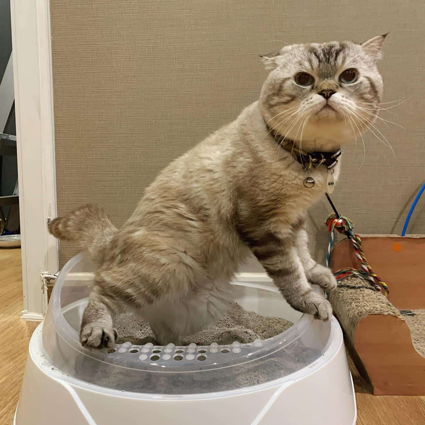 พี่เฉโป