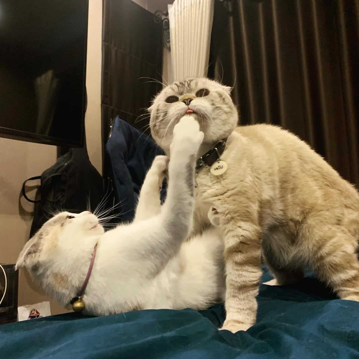 พี่เฉโป