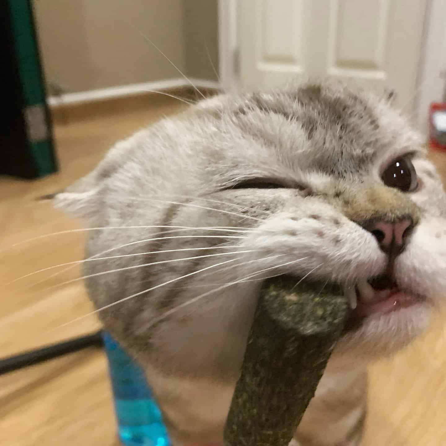 พี่เฉโป