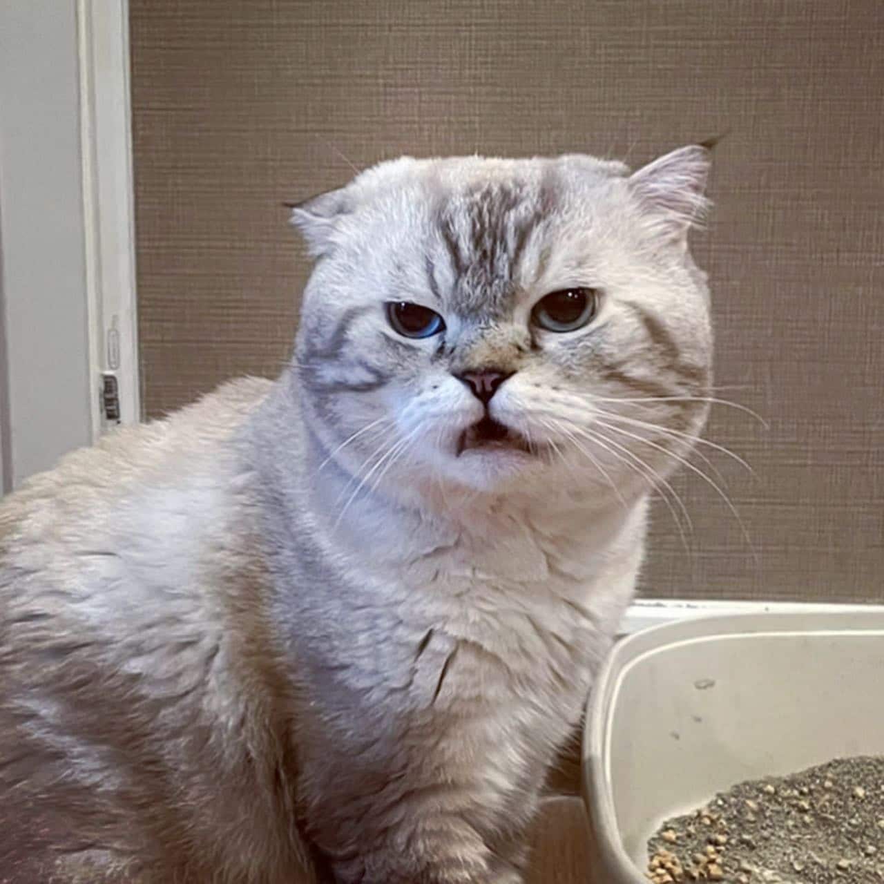 พี่เฉโป