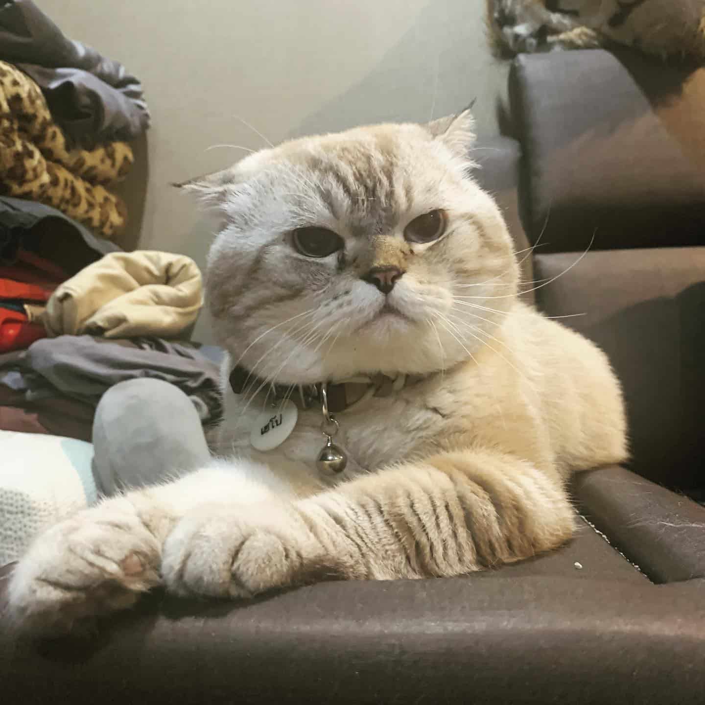 พี่เฉโป