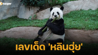 เลขเด็ด 'หลินฮุ่ย'