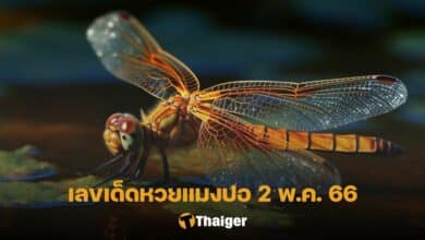 เลขเด็ด หวยแมงปอ 2 5 66
