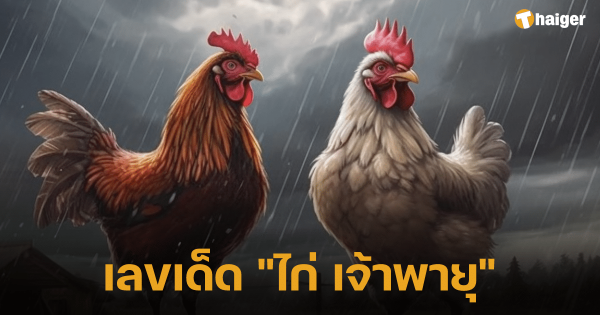 เลขเด็ด ไก่ เจ้าพายุ 16 5 66