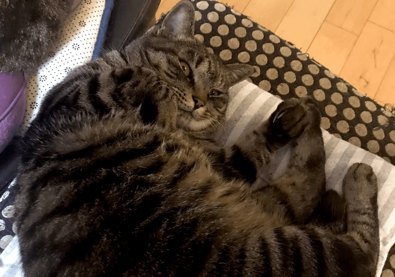 สุดพีค สาวซี่โครงหัก หลังแมวอ้วน 7 กิโลกรัม กระโดดทับตอนนอน | Thaiger ข่าว ไทย