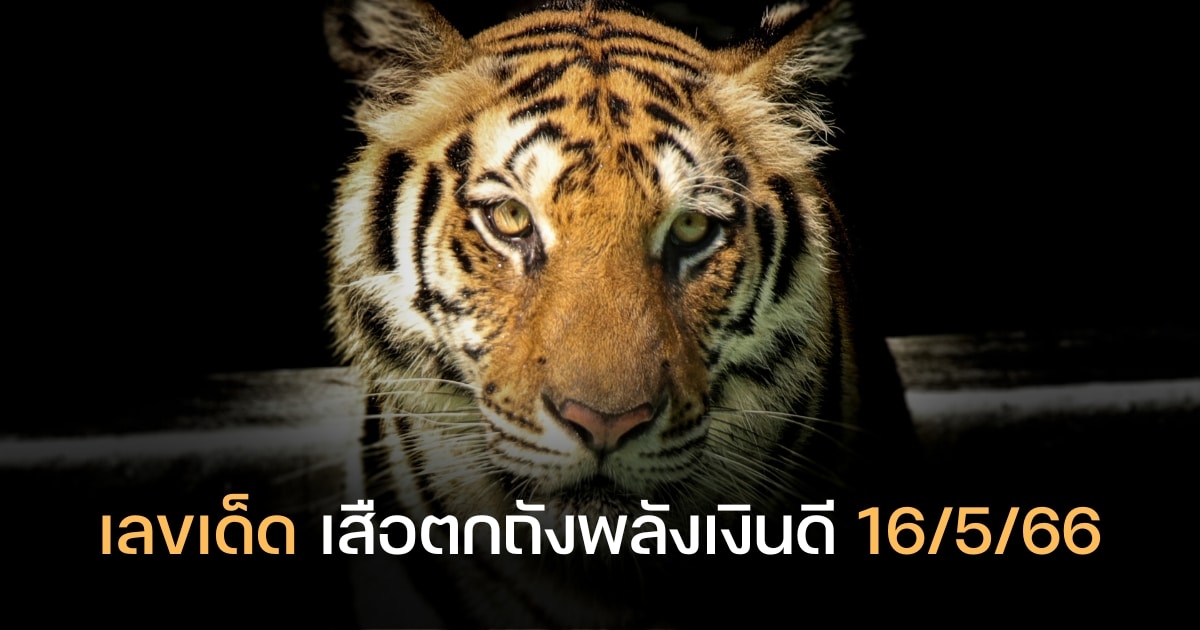 เสือตกถังพลังเงินดี 16 5 66 เปิดก่อนที่แรก แจกชัด 3 ตัวตรง | Thaiger ข่าวไทย