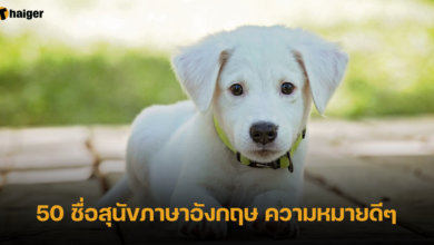 50 ชื่อสุนัขภาษาอังกฤษ ความหมายดีๆ