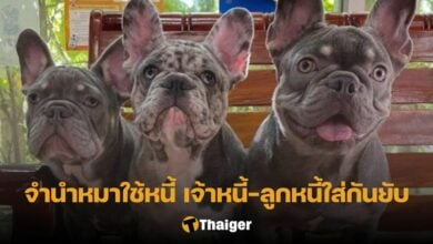 จำนำหมา