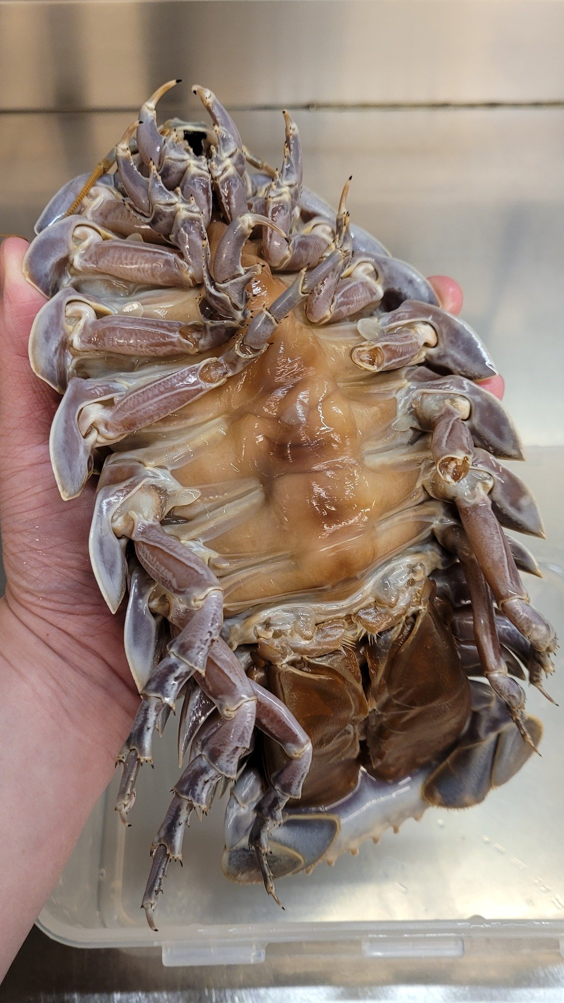 ตัวไอโซพอด