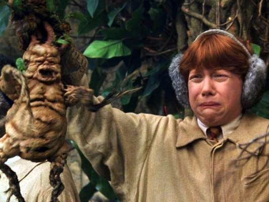 ต้นแมนเดรก พิธา