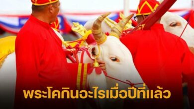 พระโคกินอะไรเมื่อปีที่แล้ว