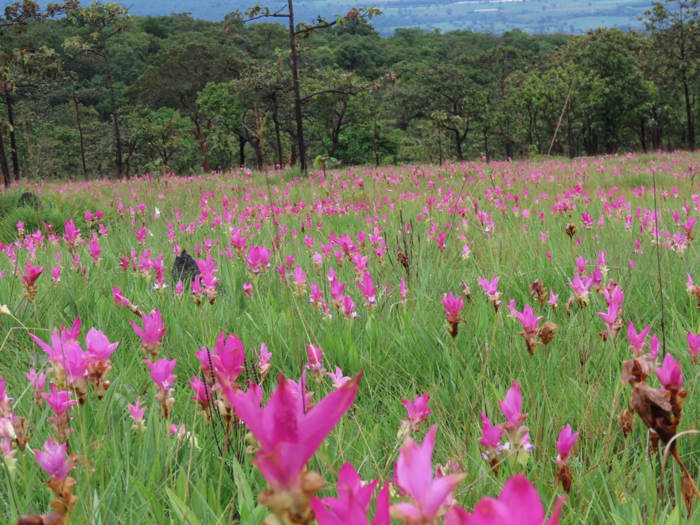 ทุ่งดอกกระเจียว สถานที่เที่ยวเดือนมิถุนายน 2566