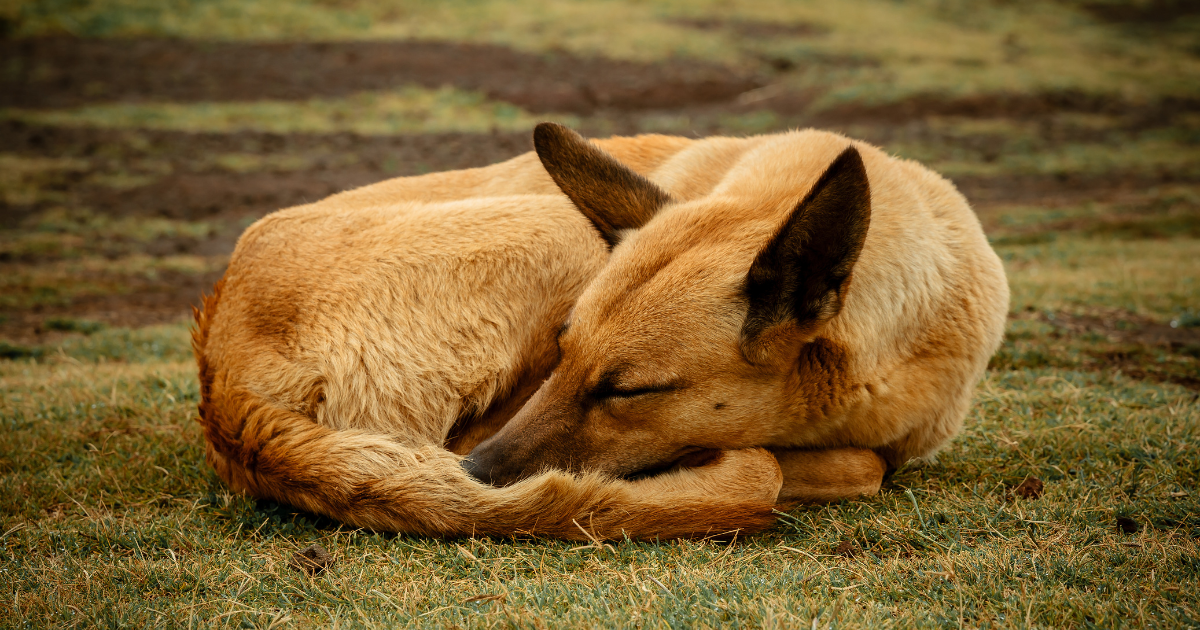 ท่านอนหมา ขดตัววงกลม