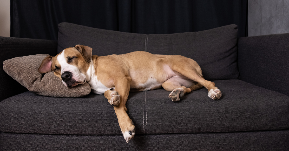 ท่านอนหมาตะแคง