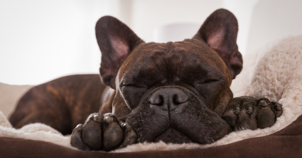 ท่านอนหมาคว่ำ