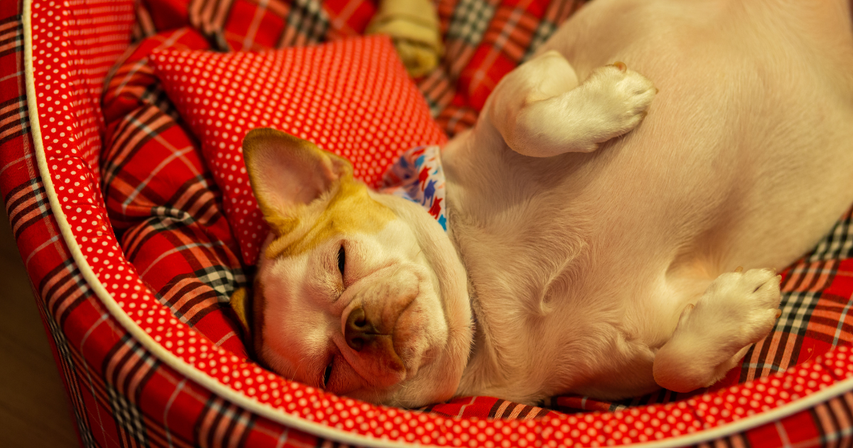 ท่านอนหมา หงาย