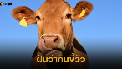 ฝันว่ากินขี้วัว