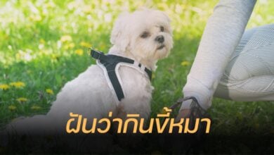 ฝันว่ากินขี้หมา