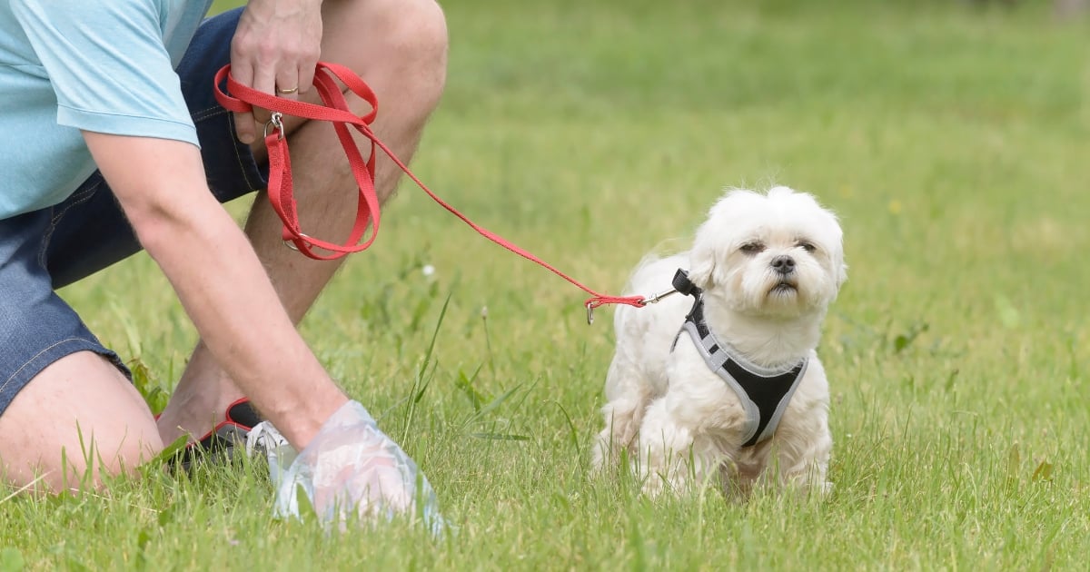 ฝันว่ากินขี้หมาแล้วคายทิ้ง