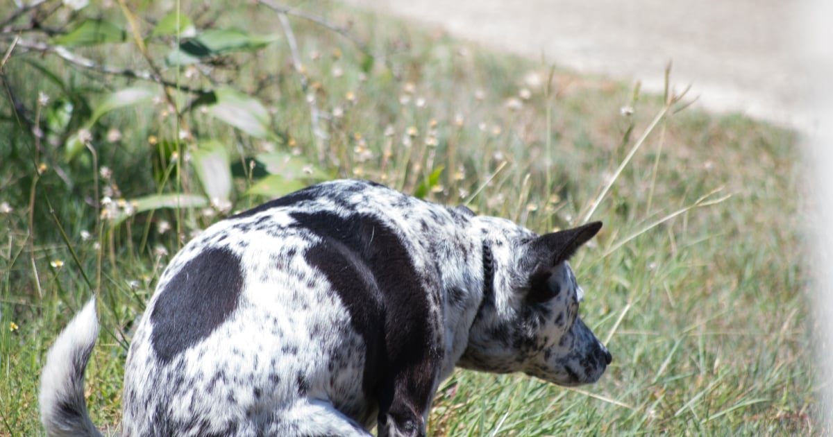 ฝันเห็นคนกินขี้หมา