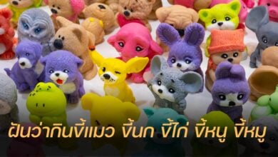 ฝันว่ากินขี้แมว ขี้นก ขี้ไก่ ขี้หนู ขี้หมู