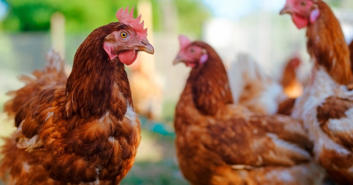 ฝันว่ากินขี้ไก่
