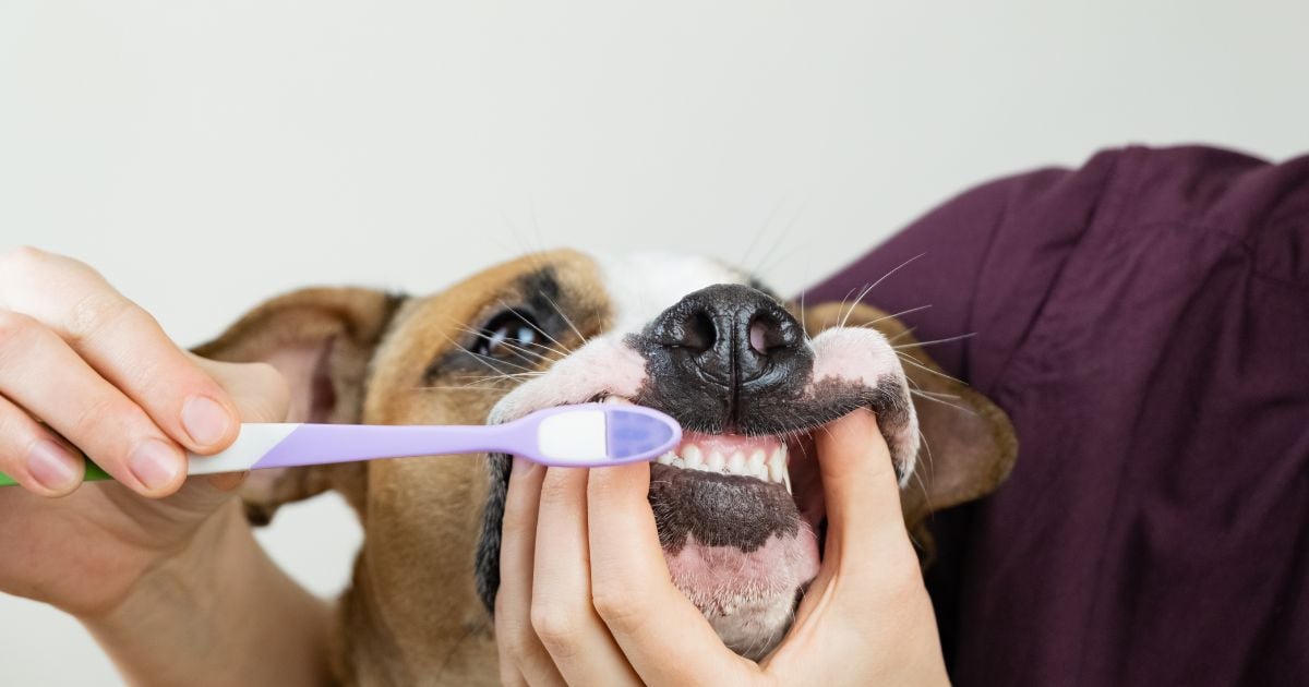 ฝันว่าแปรงฟันสะอาด เลขเด็ด