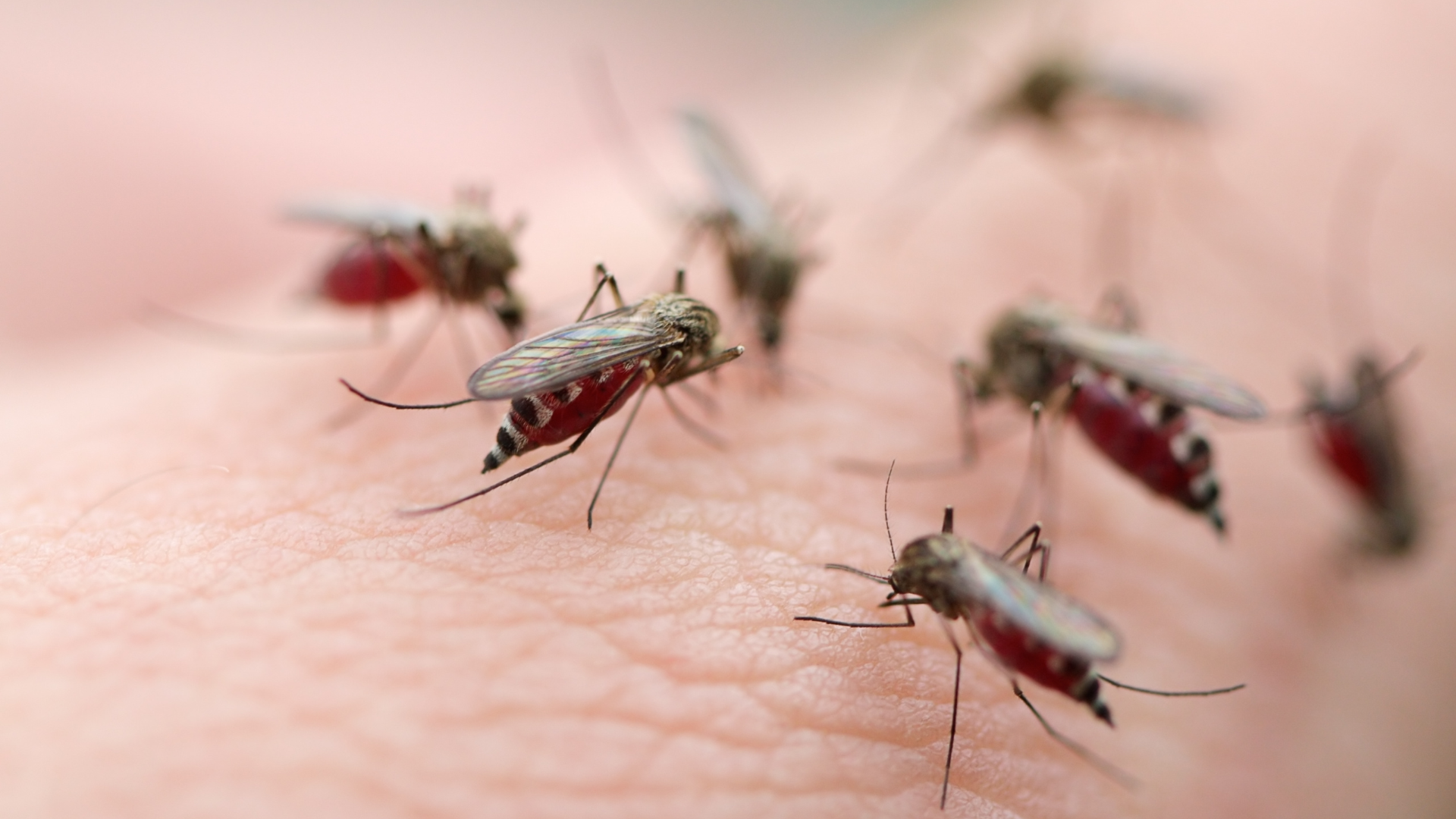 ภาวะโลกร้อน ยุง