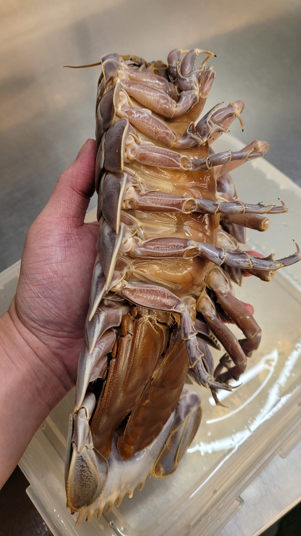 รูปตัวไอโซพอด