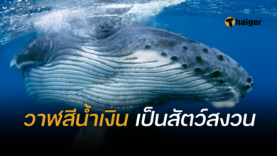 วาฬสีน้ำเงิน สัตว์สงวน
