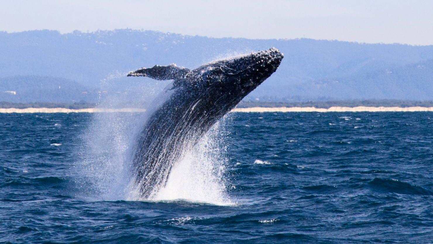 วาฬสีน้ำเงิน สัตว์สงวน