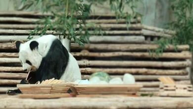 หลินฮุ่ยเสียชีวิตเพราะอะไร