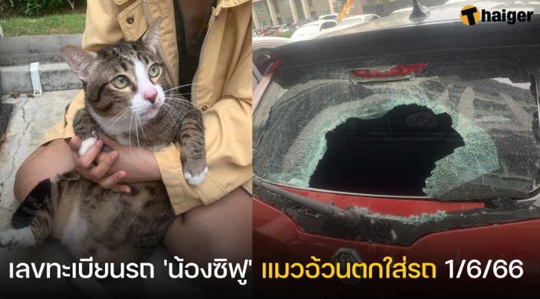 เลขทะเบียนรถ น้องซิฟู เชื่อแมวอ้วนให้โชคหลังตกใส่รถเลขนี้ 1 มิ.ย. 66