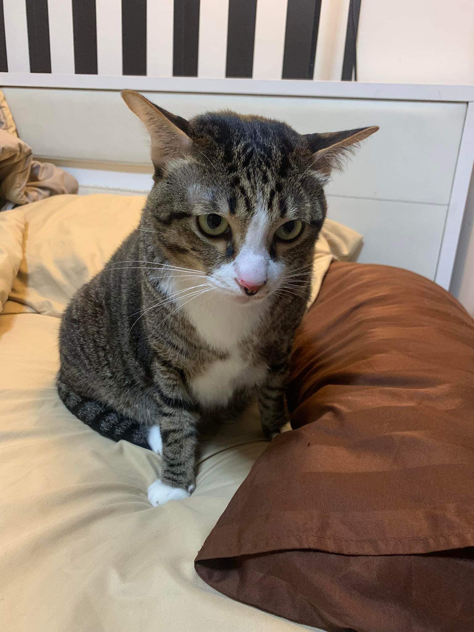 เลขทะเบียนรถ แมวอ้วนตกใส่รถ 1 มิถุนายน 2566