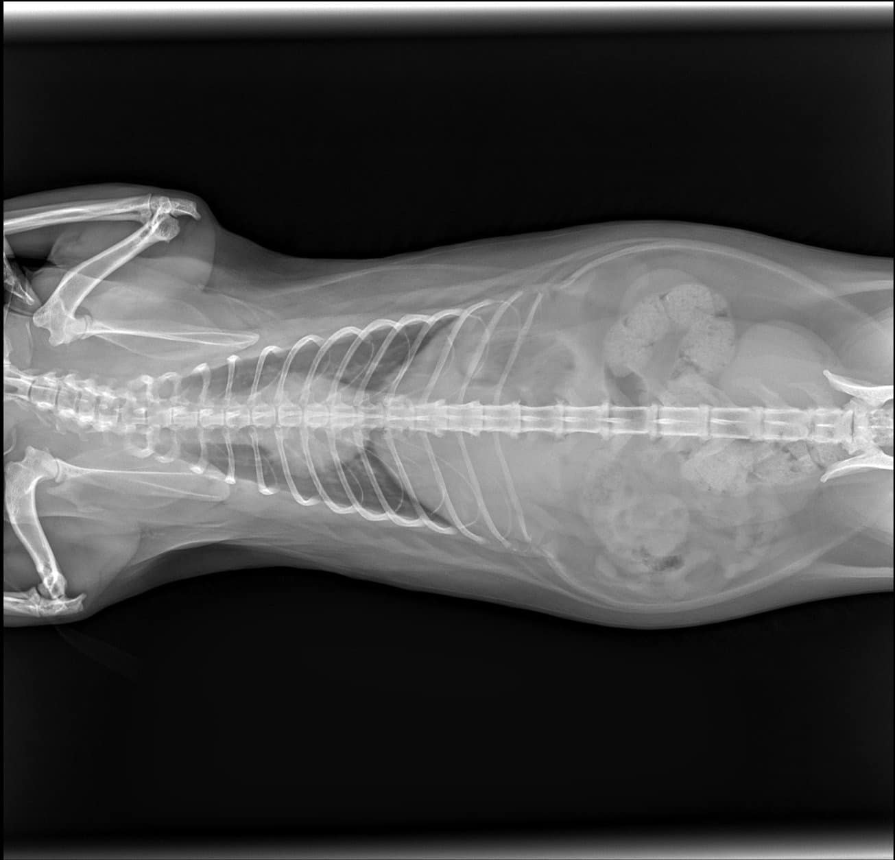 เลขทะเบียนรถ แมวอ้วนตกใส่รถ 1 มิถุนายน 2566