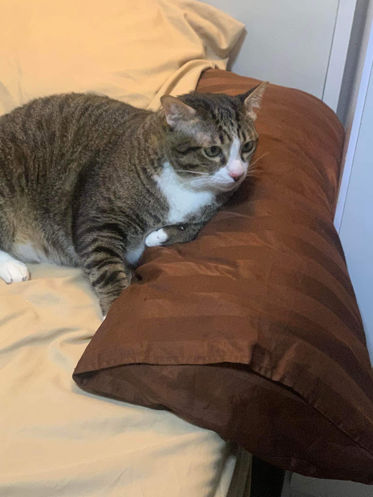 เลขทะเบียนรถ แมวอ้วนตกใส่รถ 1 มิถุนายน 2566