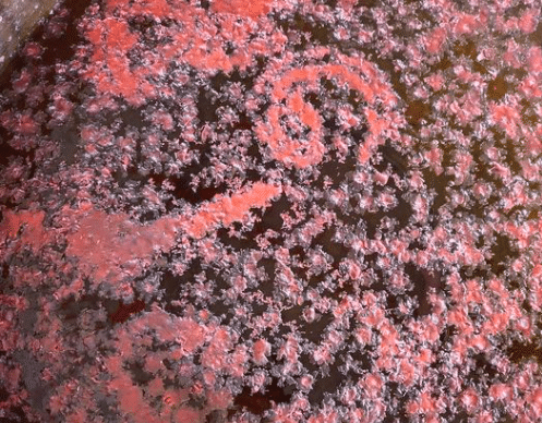 เลขเด็ด พ่อขุนช้างมหาเศรษฐี 2 5 66