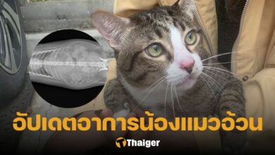 อัปเดตอาการแมวอ้วนตกใส่รถ