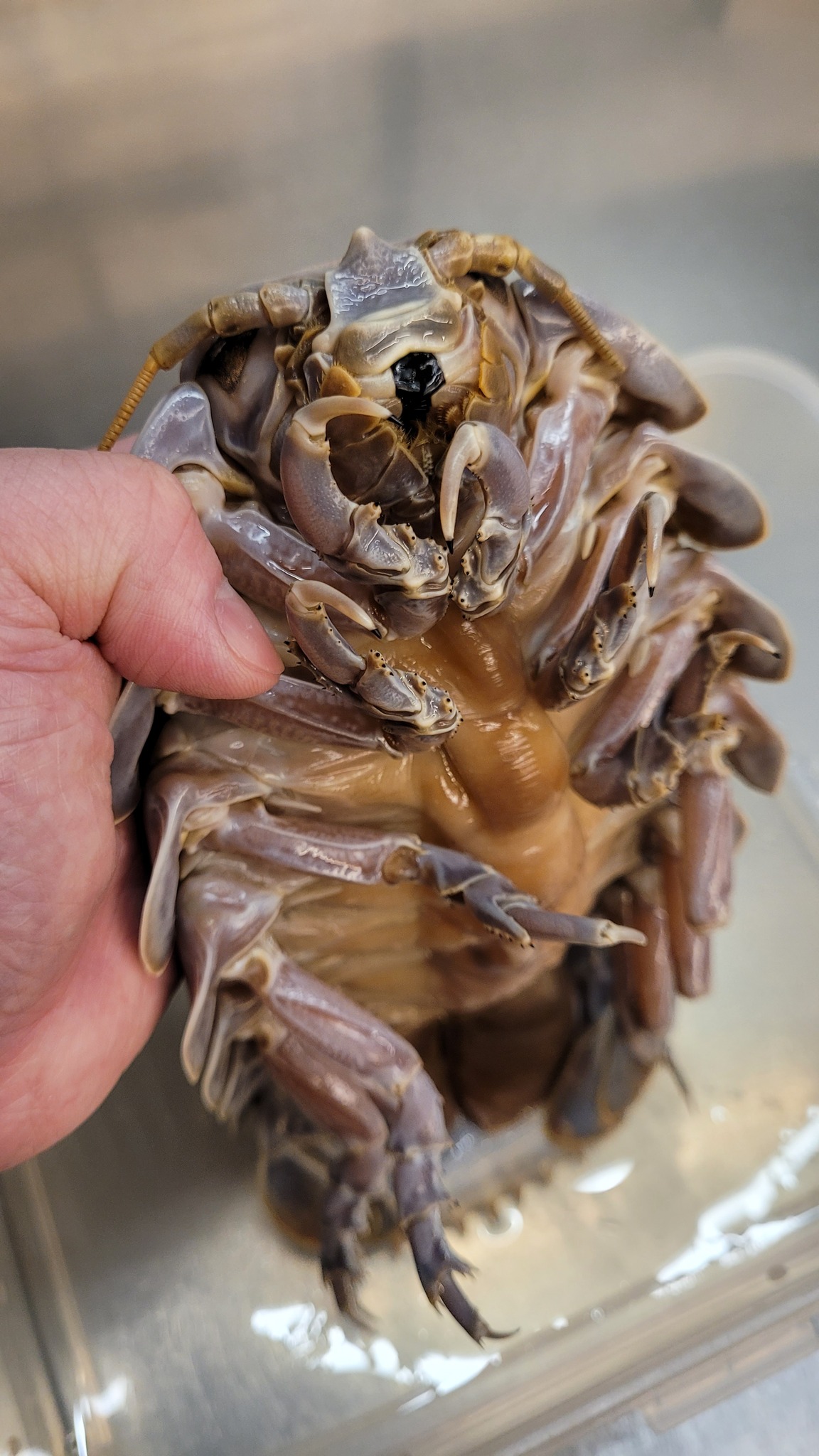 ไอโซพอด isopod