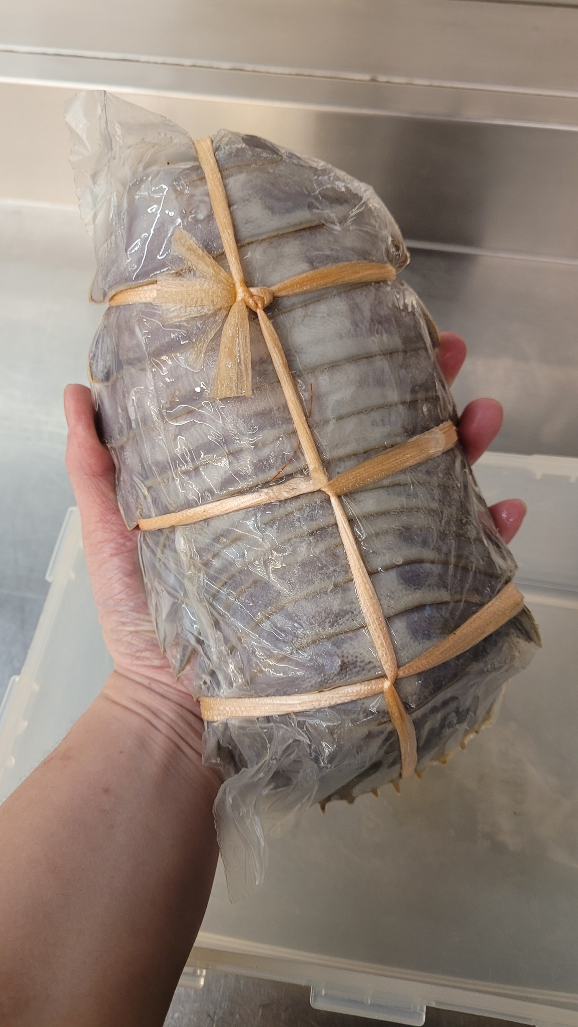 ไอโซพอด แข่แข็ง