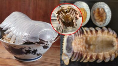 ไอโซพอดยักษ์ ราเมนไอโซพอด