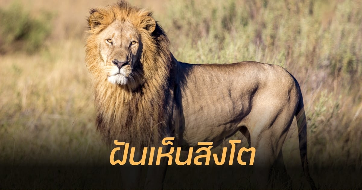 ฝันเห็นสิงโต