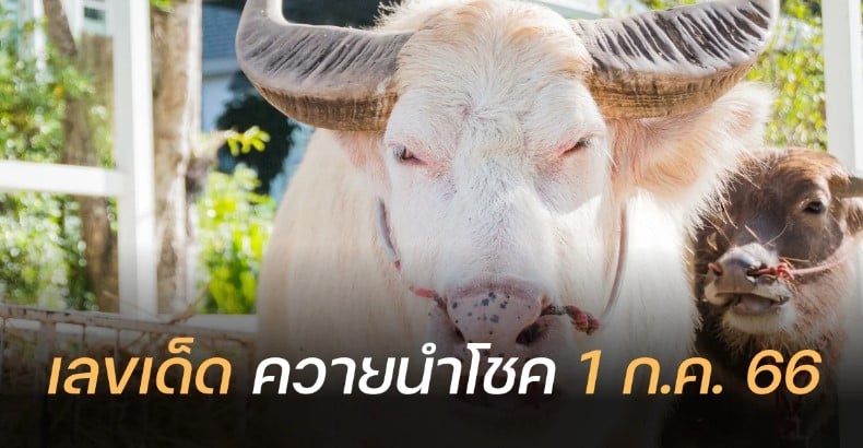 ควายนำโชค 1 7 66