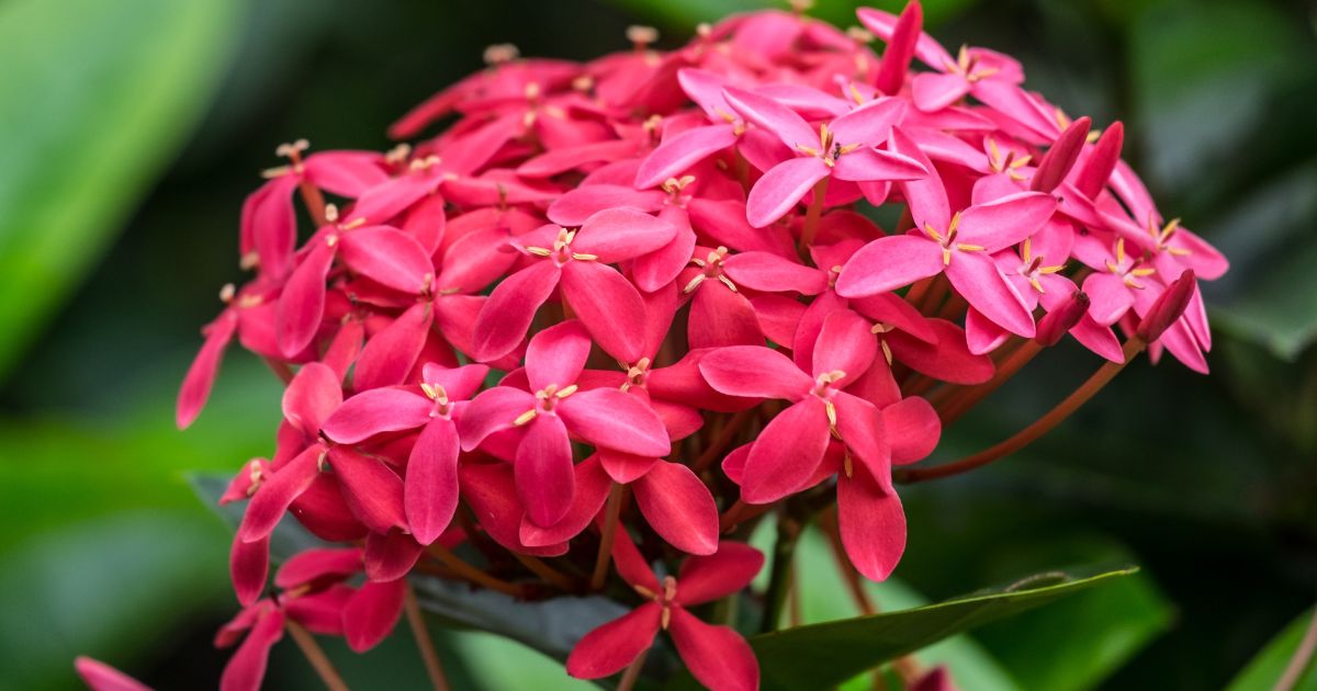 ดอกไม้วันไหว้ครู มีอะไรบ้าง