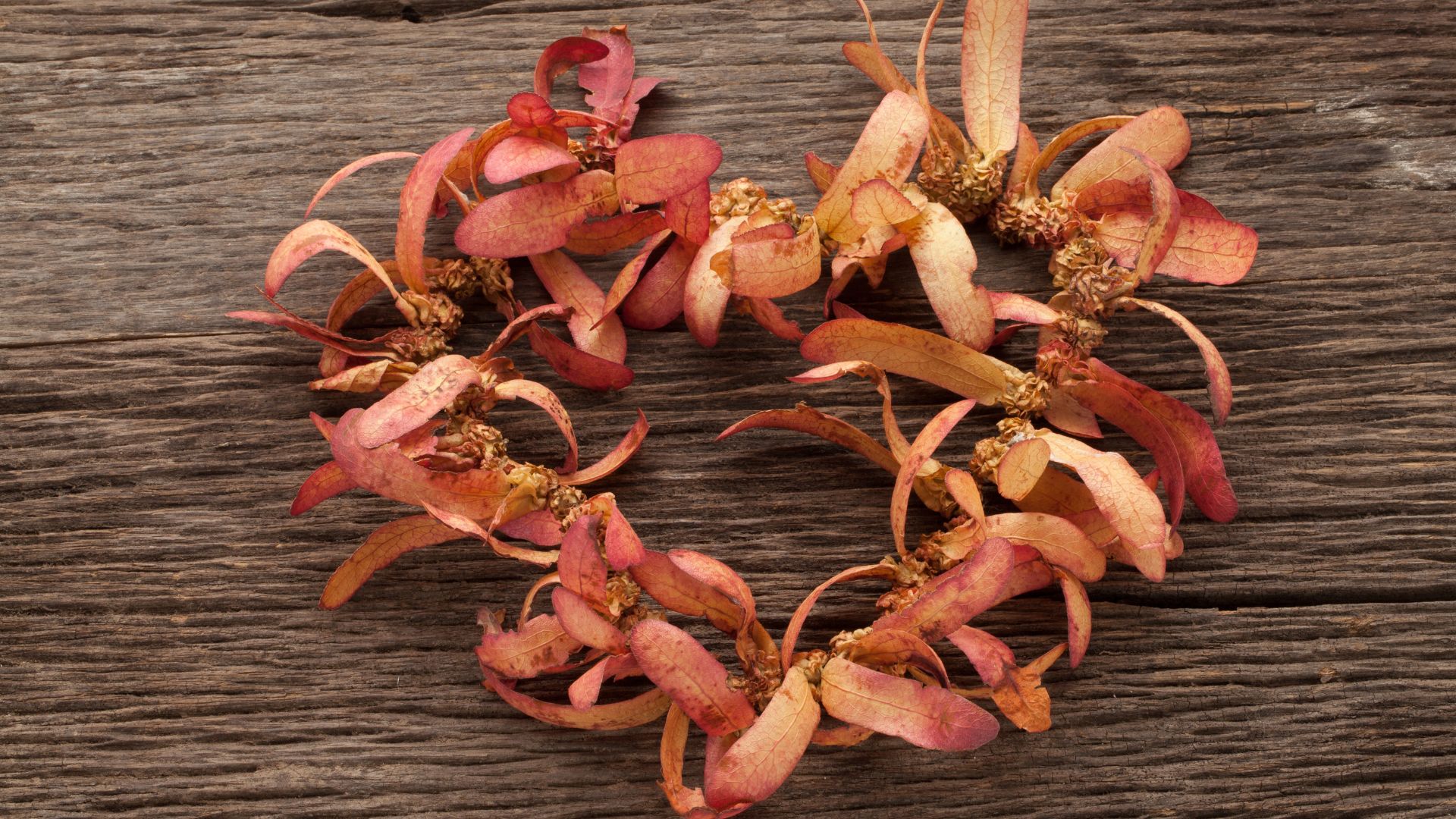 ต้นยางนา